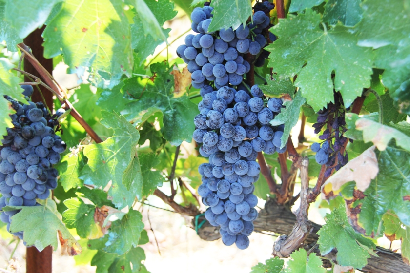 grape vine with blue grapes
