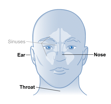 diagram of the nose and sinuses