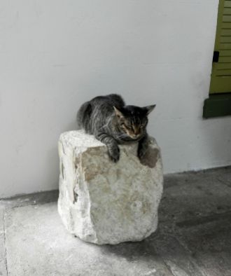 a dozing cat sitting on a big rock
