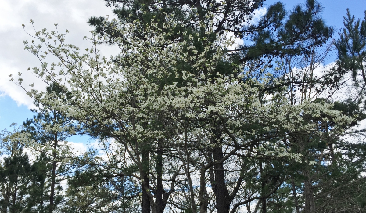 a dogwood tree in bloom